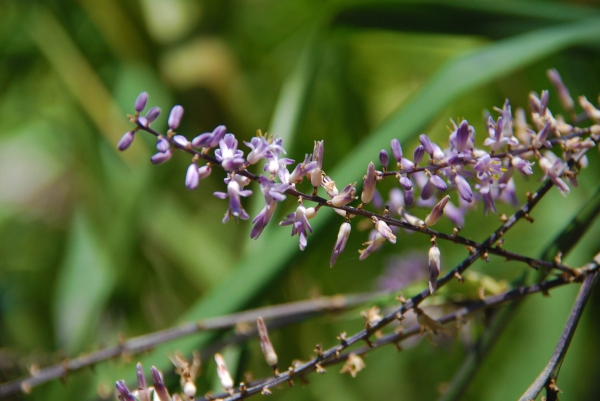 Zdjęcie z Australii - Australijska flora