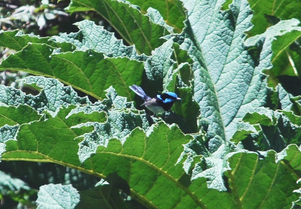 Zdjęcie z Australii - Malenki niebieski ptaszek