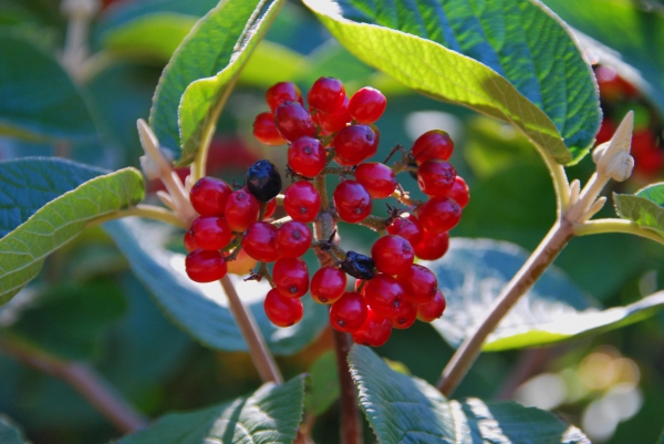 Zdjęcie z Australii - Australijska flora