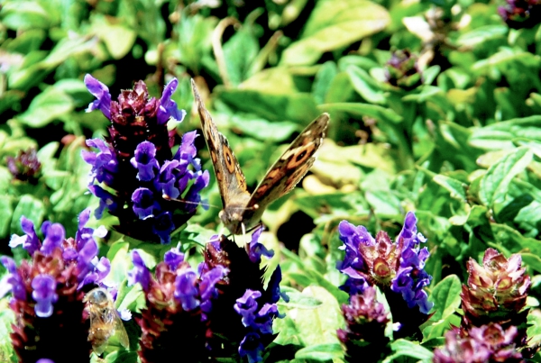 Zdjęcie z Australii - Fauna i flora w roznych