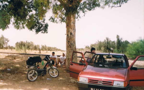 Zdjęcie z Tunezji - Drzewo przy drodze