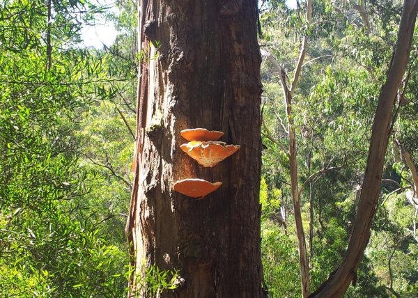 Zdjęcie z Australii - Puszcza Otway Ranges