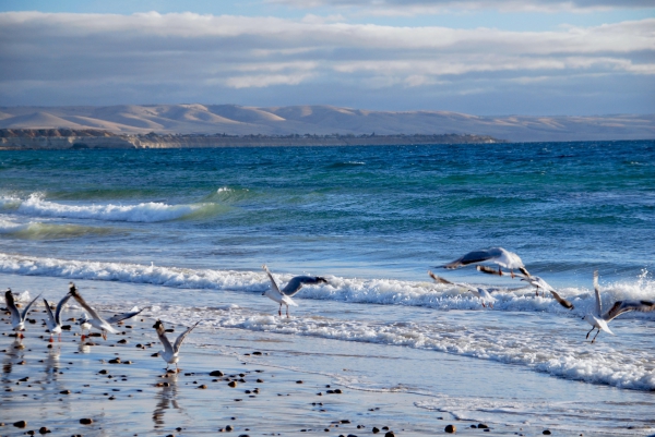 Zdjęcie z Australii - Moana Beach