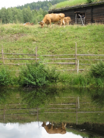Zdjęcie z Norwegii - Maihaugen