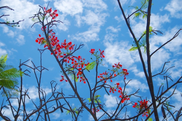 Zdjęcie z Tajlandii - Tropikalna flora