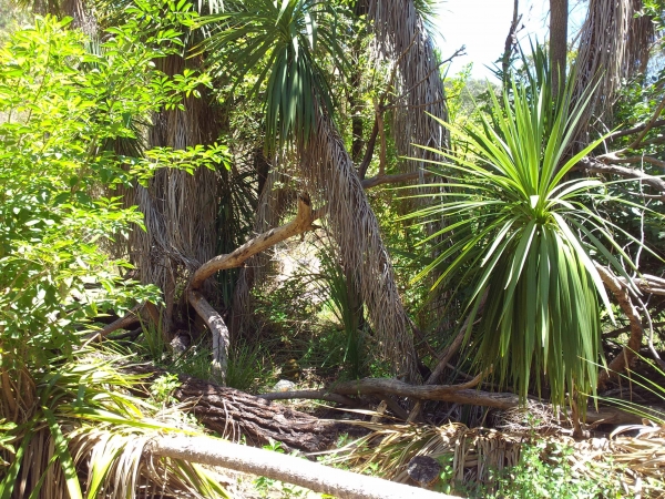 Zdjęcie z Australii - Rezerwat Marist Park