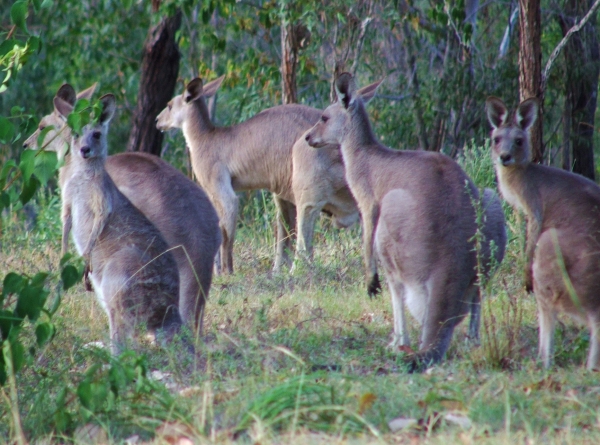 Zdjęcie z Australii - Kangurza rodzina