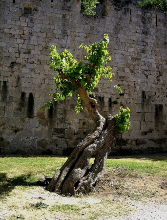 Zdjęcie z Grecji -  Rodos, stolica Rodos