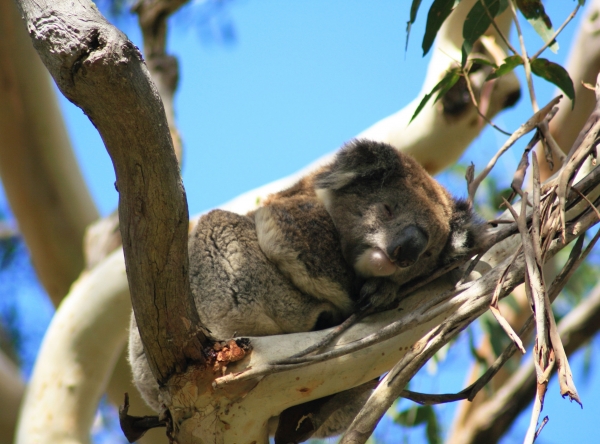 Zdjęcie z Australii - Spioch na eukaliptusie