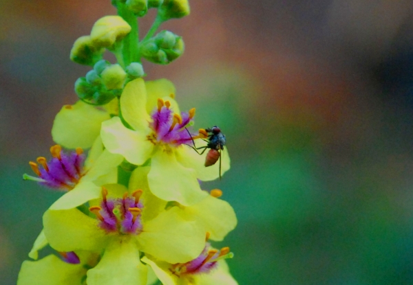 Zdjęcie z Polski - Fauna i flora 