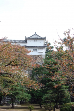 Zdjęcie z Japonii - 