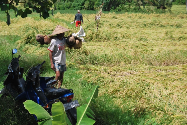 Zdjęcie z Indonezji - Balijscy rolnicy