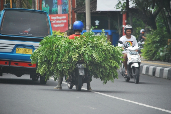 Zdjęcie z Indonezji - Motorek to podstawowy