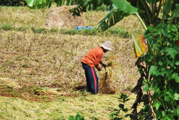Zdjęcie z Indonezji - Praca na polu ryzowym