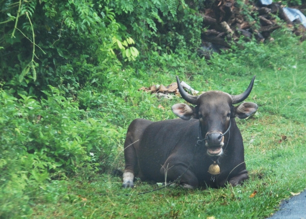 Zdjęcie z Indonezji - Balijska krowa :)