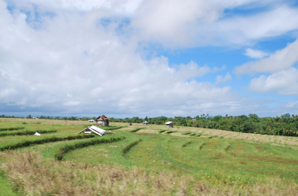 Zdjęcie z Indonezji - Tarasy ryzowe, ok.Beraban