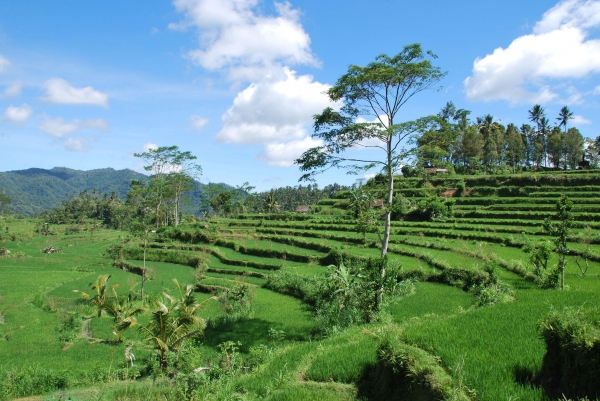 Zdjęcie z Indonezji - Tarasy ryzowe 