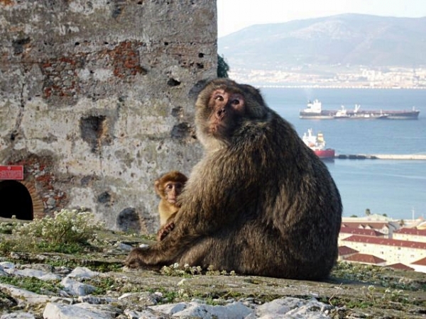 Zdjęcie z Maroka - Gibraltar i jego malpy