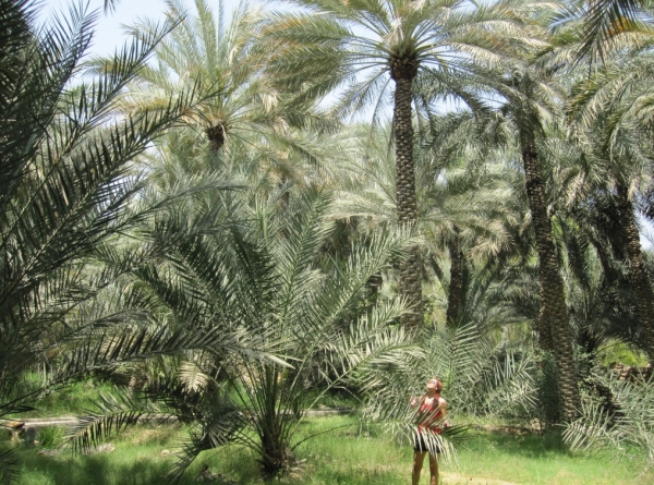 Zdjęcie z Zjednoczonych Emiratów Arabskich - 