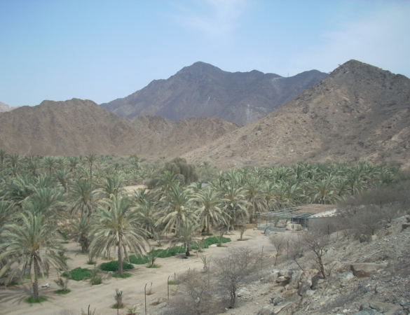 Zdjęcie z Zjednoczonych Emiratów Arabskich - 