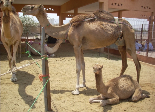 Zdjęcie z Zjednoczonych Emiratów Arabskich - 