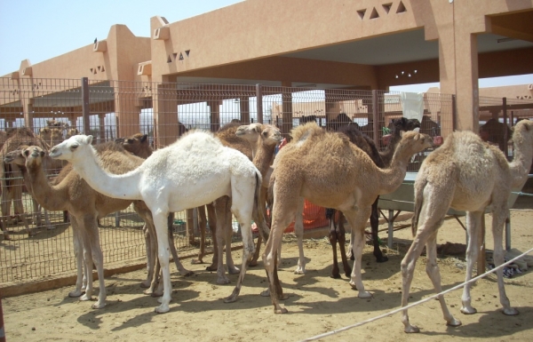Zdjęcie z Zjednoczonych Emiratów Arabskich - 