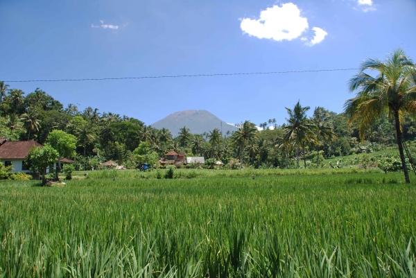 Zdjęcie z Indonezji - Pole ryzowe z wulkanem