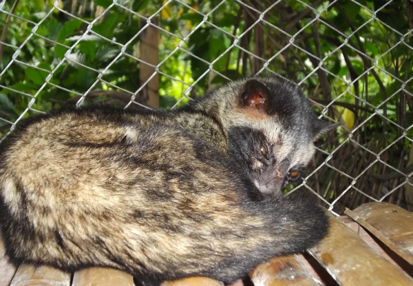 Zdjęcie z Indonezji - Luwak - zwierzatko 