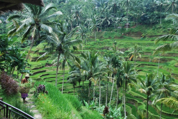 Zdjęcie z Indonezji - Tarasy ryzowe