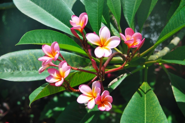 Zdjęcie z Indonezji - Frangipani - zapach 