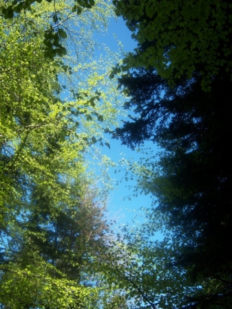 Zdjęcie z Polski - ŚWIĘTOKRZYSKI PARK 