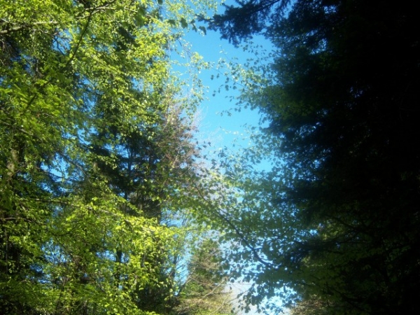 Zdjęcie z Polski - PARK