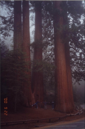 Zdjęcie ze Stanów Zjednoczonych - Park Narodowy Sequoia