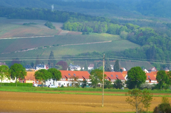 Zdjęcie z Francji - Alzacja