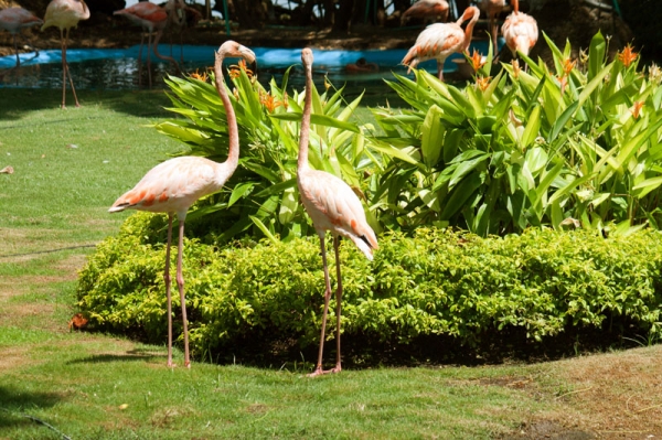 Zdjęcie z Kolumbii - Cartagena - Park