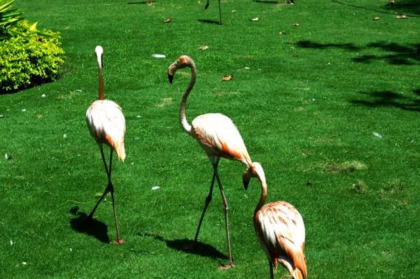 Zdjęcie z Kolumbii - Cartagena - Park