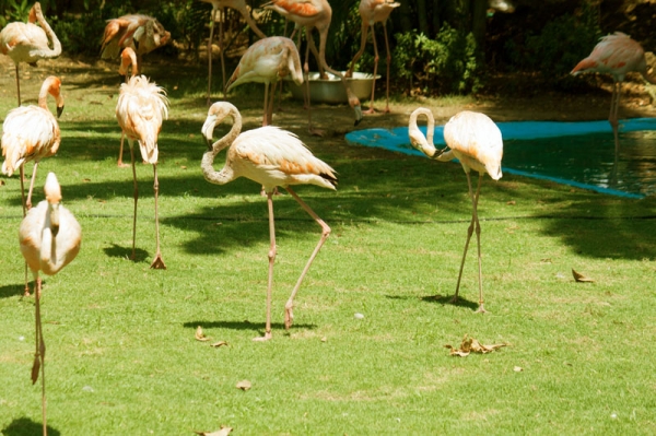 Zdjęcie z Kolumbii - Cartagena - Park