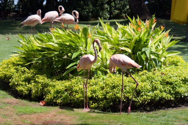 Zdjęcie z Kolumbii - Cartagena - Park