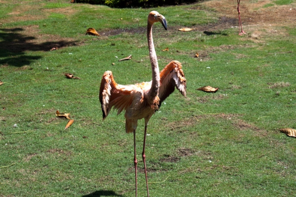 Zdjęcie z Kolumbii - Cartagena - Park