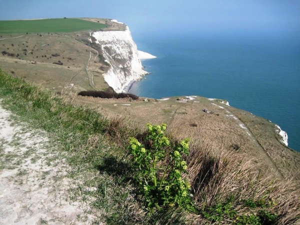 Zdjęcie z Wielkiej Brytanii - Biale klify w Dover