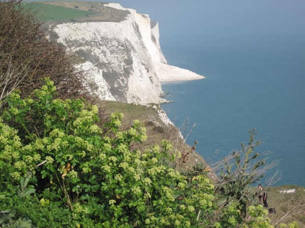 Zdjęcie z Wielkiej Brytanii - Biale klify w Dover