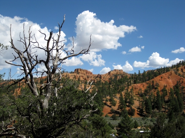 Zdjęcie ze Stanów Zjednoczonych - Red Canyon