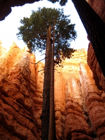 Zdjęcie ze Stanów Zjednoczonych - Bryce Canyon