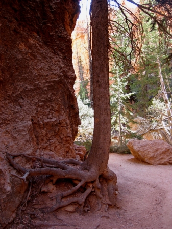 Zdjęcie ze Stanów Zjednoczonych - Bryce Canyon