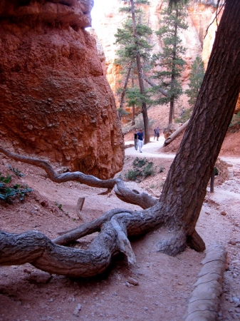 Zdjęcie ze Stanów Zjednoczonych - Bryce Canyon