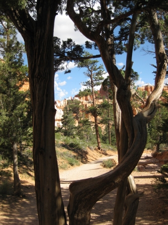 Zdjęcie ze Stanów Zjednoczonych - Bryce Canyon