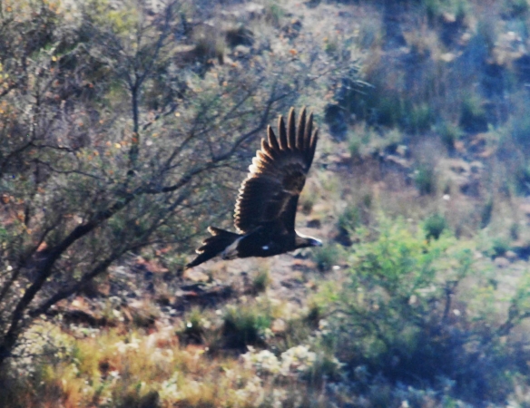 Zdjęcie z Australii - Orzel wedge- tailed eagle