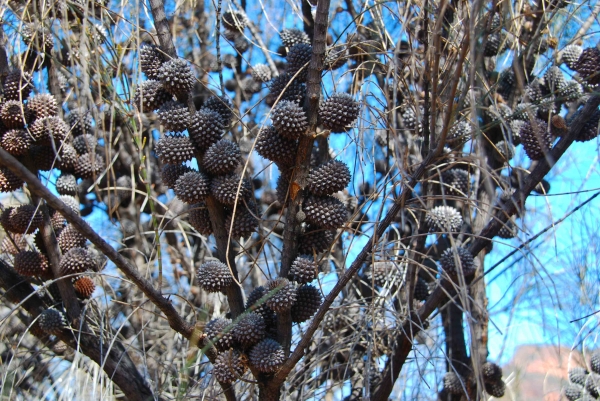 Zdjęcie z Australii - Australijska flora