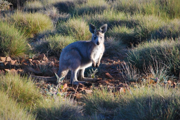 Zdjęcie z Australii - Puszysty kangur gorski