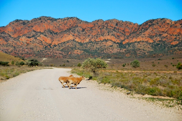 Zdjęcie z Australii - Flindrs Ranges